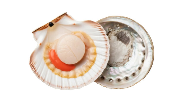 Isolated Scallop Shells Fresh Seafood Delicious Raw Culinary Gourmet Healthy Dish Food