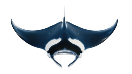 Isolated Manta Ray underwater life, swimming marine animal, cartilaginous fish sea creature © Elowen