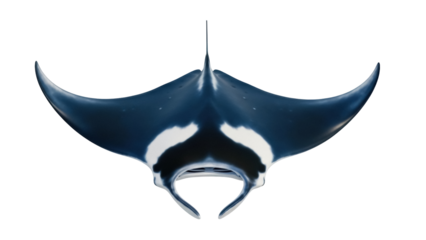 Isolated Manta Ray underwater life, swimming marine animal, cartilaginous fish sea creature
