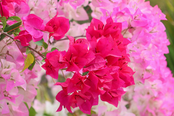 Closed up Bougainvillea blossom flowers colorful in nature background