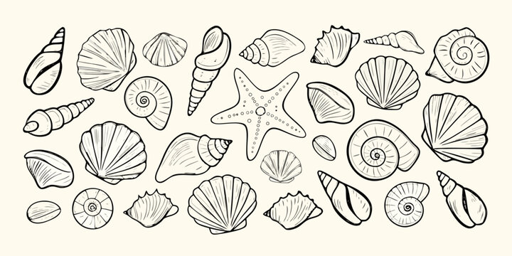 A collection of hand drawn seashells and a starfish on a plain background