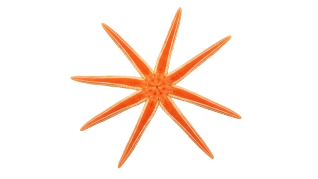 Isolated Orange Starfish with Eight Arms, Close Up View, Echinodermata, Marine Animal