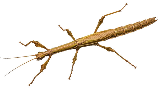 Isolated stick insect, a fascinating macro shot of a phasmids walking stick animal