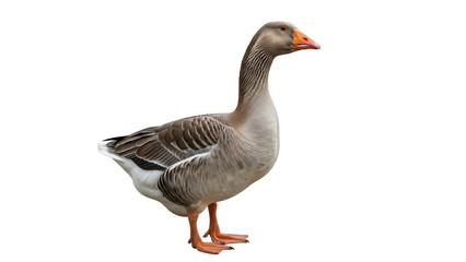 Isolated goose with orange bill and feet standing alert on ground, bird looking sideways © Isolde