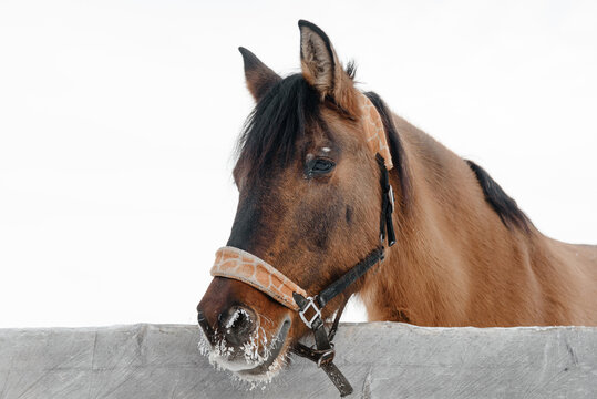 brown horse walking in wooden paddock in winter outdoors, Orlov Trotter horse breed