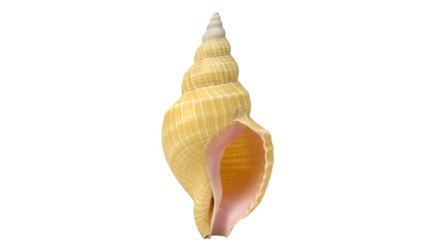 Isolated sea shell of an Atlantic triton snail species, yellow color, pink inside, spiral shape