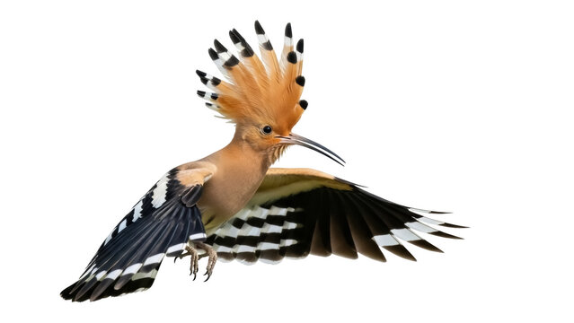 Isolated Hoopoe bird in flight with open wings and distinctive crest, no background