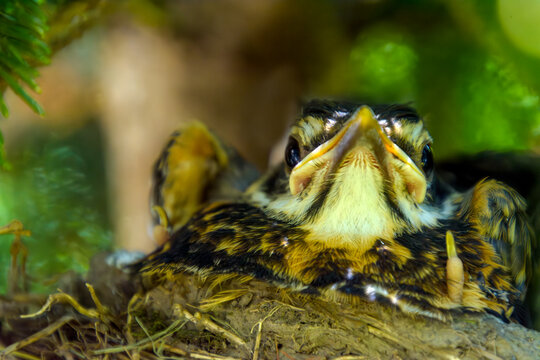 Close up of a baby robin, Turdus migratorius, outgrowing its shady nest