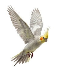 Obraz premium Flying Grey and Yellow Cockatiel Bird with Spread Wings Isolated on White