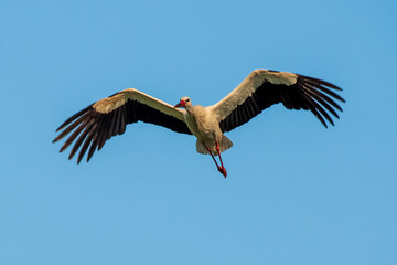 Obraz premium Symmetrical view of a wild stork in flight against clear sky