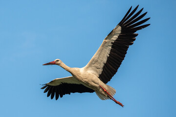Fototapeta premium White stork flying in the clear blue sky spread wings