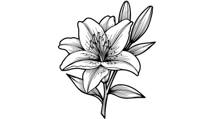 Fototapeta premium Black and white line drawing of a lily flower with leaves