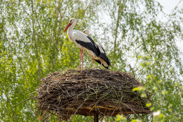 White storks nesting in a large nest surrounded by green birch trees