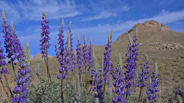 Grape soda lupine with Sierra Nevada foothills in background.