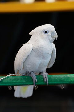 cockatoo Tanimbar corella parrot on a branch parrot free flying bird .