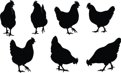 Set of chicken and hen silhouettes in various poses including walking and pecking isolated on white background for farm design projects © Itz Rakib