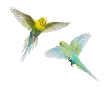 Two Green and Yellow Budgerigar Parakeets Flying Isolated on White Background