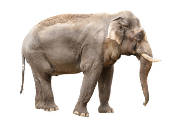 Obraz premium Side view of Indian elephant on white background.