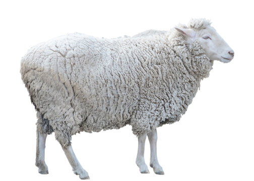 Side view of sheep on white background.