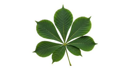 Obraz premium Isolated Green Horse Chestnut Leaf, Nature's Beauty, Botanical Elegance for Design Projects