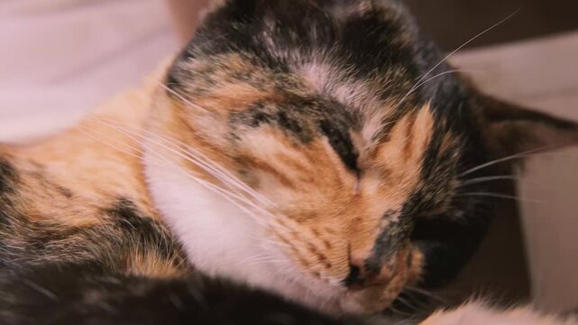 domestic calico cat resting peacefully on cozy bed with neutral-toned linens, Pet's relaxing moment, multi-colored cat settled on bedding, Animal companion, home comfort, Still life peaceful feline