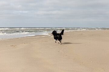 Black and white Border Collie dog running in the sand on the beach of Callantsoog in the Netherlands next to the North Sea