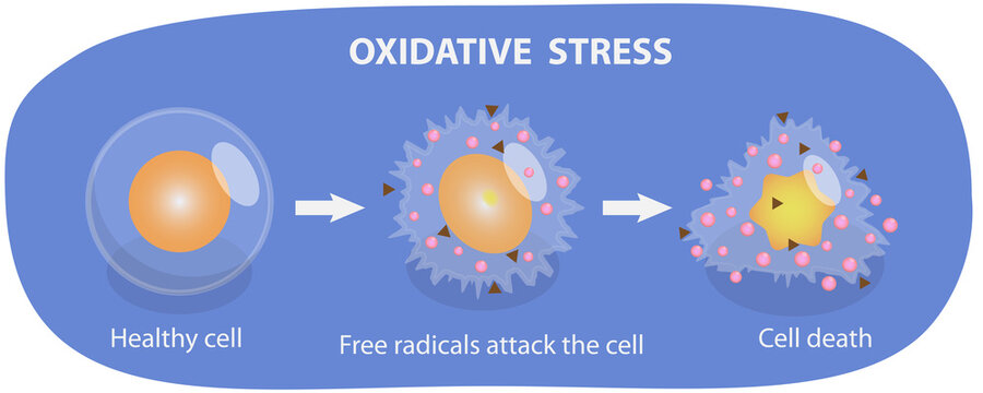 3D Isometric Flat  Illustration of Oxidative Stress, From Healthy Cell To Cell Death, The Impact On Cellular Function