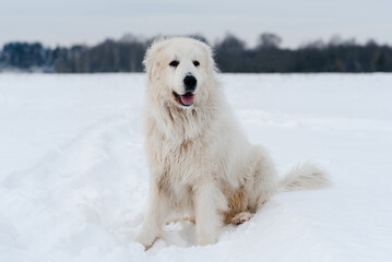 large white pyrenean mountain dog in winter field on white snow, huge dog sitting on snow trail, dogwalking concept