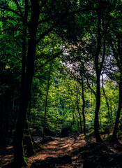 Fototapeta premium Valley of rocks in nature reserve Ninglinspo in the Belgium Ardennes, creek