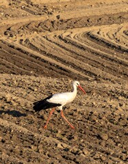 A stork walks across tilled, light brown soil with parallel furrows running across the background of the image