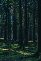 Obraz premium Green mossy forest floor with trees.