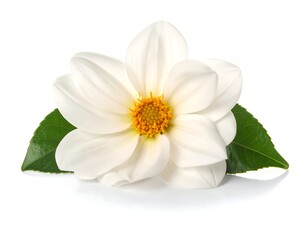 Obraz premium Elegant White Dahlia Flower with Green Leaves on White Background.