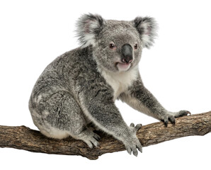 Obraz premium Cute Koala Bear Sitting on Tree Branch Isolated on White Background