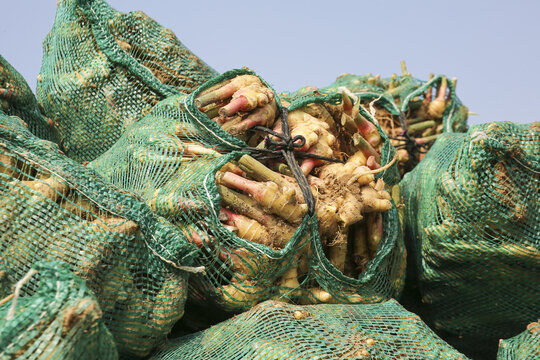 Freshly Dug Ginger Harvest in Luoping, Yunnan Mountains