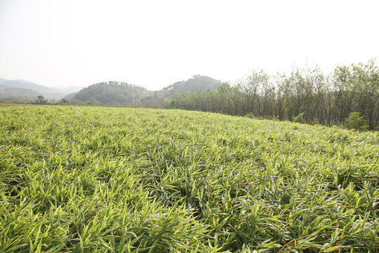 Freshly Dug Yellow Ginger Field in Luoping, Yunnan Mountains