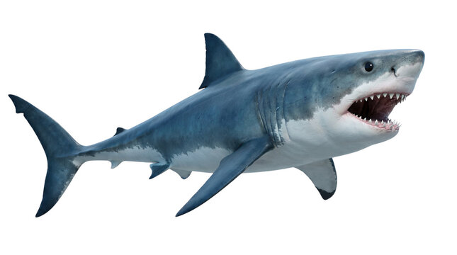 Great White Shark with Open Mouth Isolated on White Background