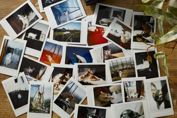 Collection of printed photos of cats spread on a wooden table with greenery nearby