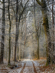 Winter forest covered with frost, forest landscape