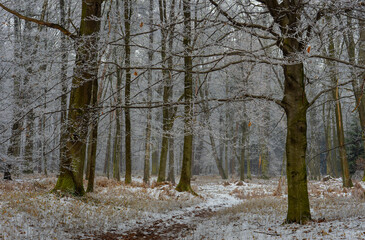Winter forest covered with frost, forest landscape