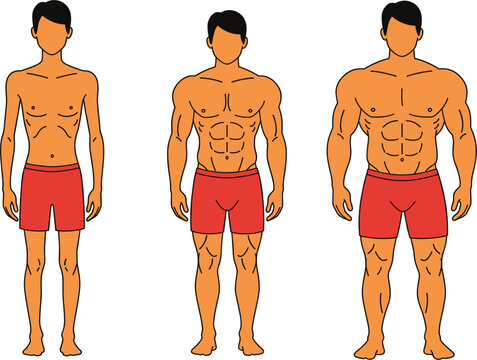 Male Body Transformation Vector Set Showing Ectomorph Mesomorph and Endomorph Anatomy Stages for Fitness Training Gym Progress and Muscle Building Health Infographics