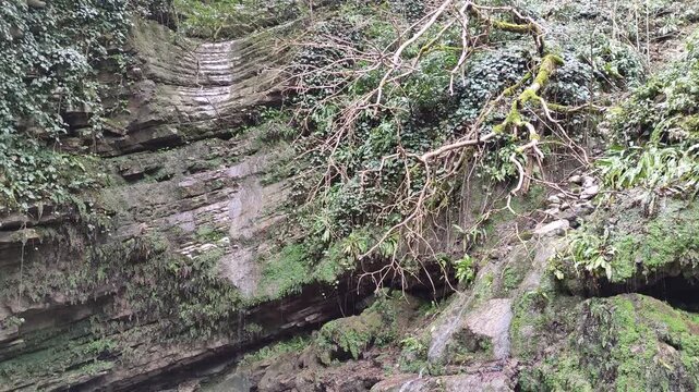 Yew and boxwood grove is a relict forest on the eastern slope of Mount Akhun in Sochi, 2.5 km from the Black Sea coast. Caucasus Nature Reserve and Sochi National Park.
