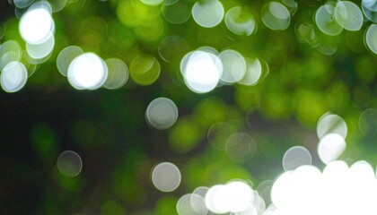 Obraz premium Soft, glowing orbs of light diffuse through lush green foliage