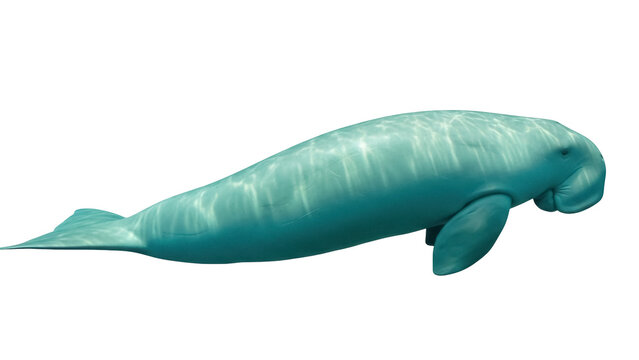 Isolated Sea Cow Swimming in Water, Dugong Aquatic Animal Underwater Mammal