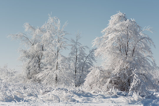 Scenic winter nature landscape. Frosty and sunny winter scene with trees totally covered with snow