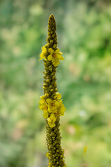 Mol&egrave;ne (plante) ou Verbascum ou bouillon-blanc