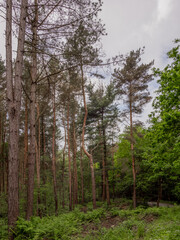 Obraz premium Lovely woodland walks at Delamere forrest, Delamere, cheshire, UK