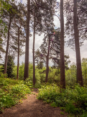 Obraz premium Lovely woodland walks at Delamere forrest, Delamere, cheshire, UK