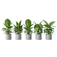 Fototapeta premium Five potted plants, isolated on transparent background