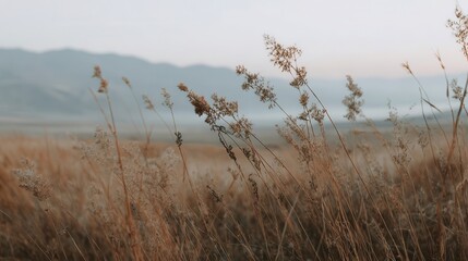 Obraz premium Dried grasses sway gently in a field.