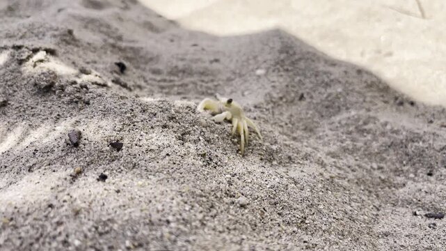 Small ghost crab emerging against a golden beach sand background